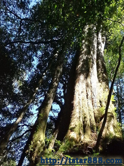 司馬庫斯