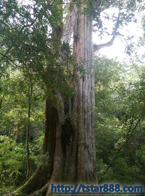 司馬庫斯