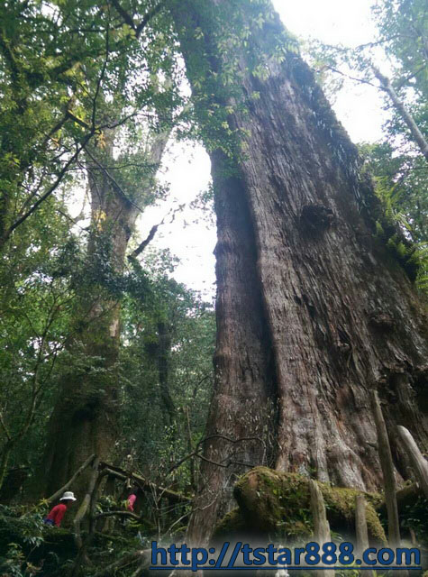 司馬庫斯