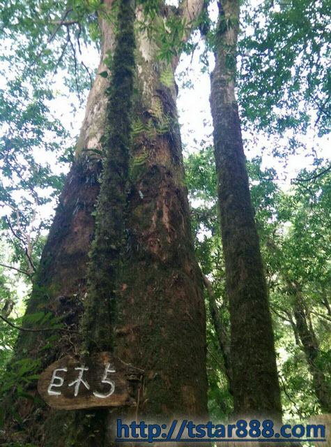 司馬庫斯